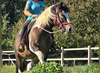 Inne konie zimnokrwiste, Wałach, 3 lat, 150 cm, Srokata