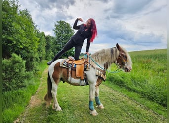 Inne konie zimnokrwiste, Wałach, 3 lat, 154 cm, Srokata