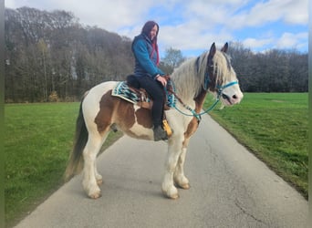 Inne konie zimnokrwiste, Wałach, 3 lat, 154 cm, Srokata