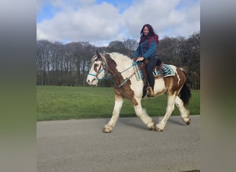 Inne konie zimnokrwiste, Wałach, 3 lat, 154 cm, Srokata