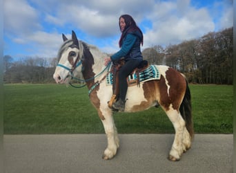 Inne konie zimnokrwiste, Wałach, 3 lat, 154 cm, Srokata