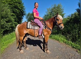 Inne konie zimnokrwiste, Wałach, 4 lat, 152 cm, Ciemnokasztanowata