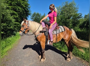 Inne konie zimnokrwiste, Wałach, 4 lat, 152 cm, Ciemnokasztanowata
