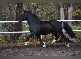 Inne konie zimnokrwiste Mix, Wałach, 4 lat, 157 cm, Kara