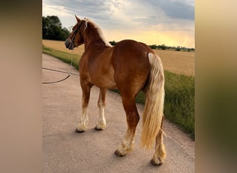 Inne konie zimnokrwiste Mix, Wałach, 4 lat, 160 cm, Kasztanowata