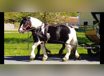 Inne konie zimnokrwiste, Wałach, 4 lat, 162 cm, Srokata