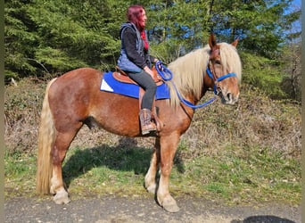 Inne konie zimnokrwiste, Wałach, 4 lat, 167 cm, Ciemnokasztanowata