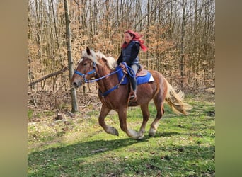 Inne konie zimnokrwiste, Wałach, 4 lat, 167 cm, Ciemnokasztanowata