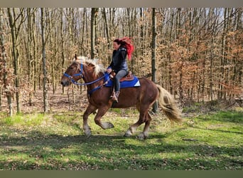 Inne konie zimnokrwiste, Wałach, 4 lat, 167 cm, Ciemnokasztanowata