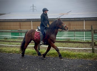 Inne konie zimnokrwiste, Wałach, 5 lat, 150 cm, Gniada