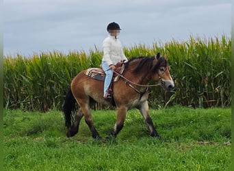 Inne konie zimnokrwiste, Wałach, 5 lat, 153 cm, Gniada