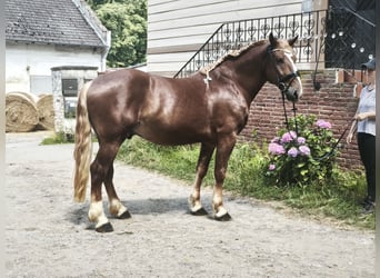 Inne konie zimnokrwiste, Wałach, 5 lat, 161 cm, Ciemnokasztanowata