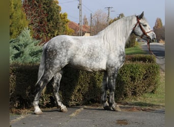 Inne konie zimnokrwiste, Wałach, 5 lat, 169 cm, Siwa