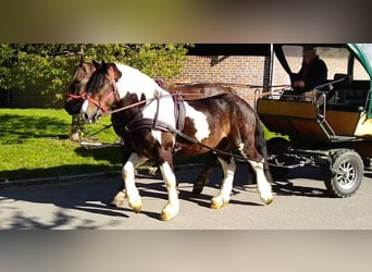 Inne konie zimnokrwiste, Wałach, 6 lat, 157 cm, Srokata