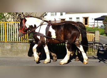 Inne konie zimnokrwiste, Wałach, 6 lat, 157 cm, Srokata