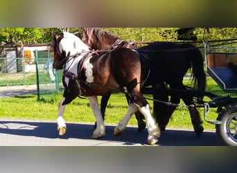 Inne konie zimnokrwiste, Wałach, 6 lat, 157 cm, Srokata