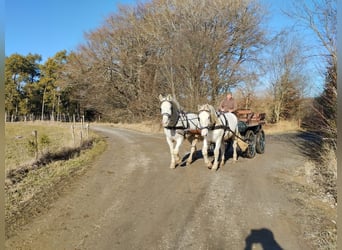 Inne konie zimnokrwiste Mix, Wałach, 6 lat, 160 cm, Siwa