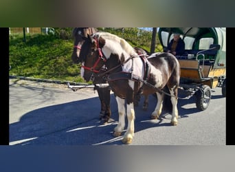 Inne konie zimnokrwiste, Wałach, 7 lat, 157 cm, Srokata