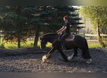 Inne konie zimnokrwiste Mix, Wałach, 7 lat, 158 cm
