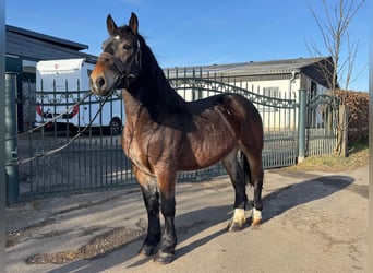 Inne konie zimnokrwiste Mix, Wałach, 7 lat, 160 cm, Jasnogniada