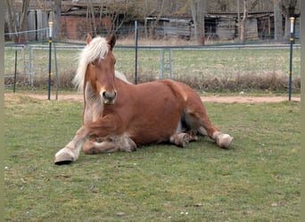 Inne konie zimnokrwiste, Wałach, 8 lat, 165 cm, Izabelowata