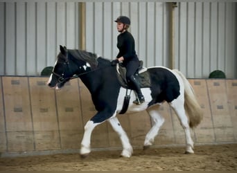 Inne konie zimnokrwiste, Wałach, 8 lat, 165 cm, Srokata