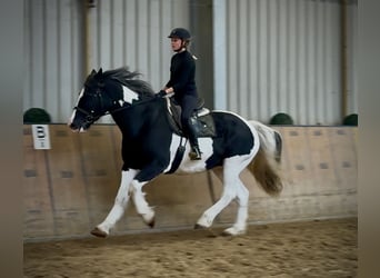 Inne konie zimnokrwiste, Wałach, 8 lat, 165 cm, Srokata