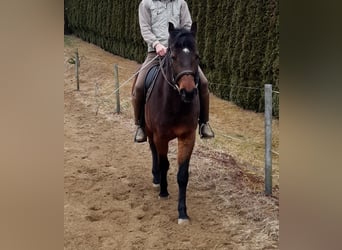 Inne konie zimnokrwiste, Wałach, 19 lat, 161 cm, Gniada