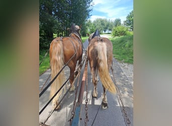 Inne konie zimnokrwiste, Wałach, 2 lat, Ciemnokasztanowata