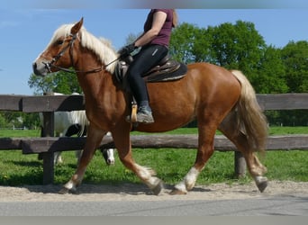 Inne konie zimnokrwiste, Wałach, 3 lat, 153 cm, Kasztanowata