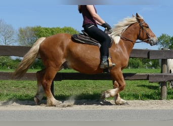 Inne konie zimnokrwiste, Wałach, 3 lat, 153 cm, Kasztanowata