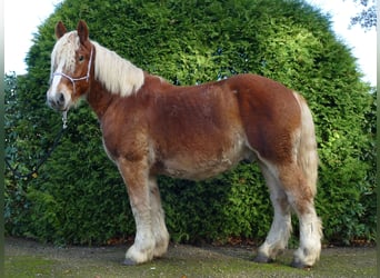 Inne konie zimnokrwiste, Wałach, 3 lat, 158 cm, Kasztanowata