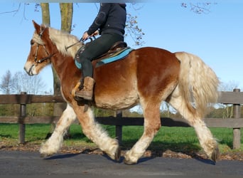 Inne konie zimnokrwiste, Wałach, 3 lat, 158 cm, Kasztanowata