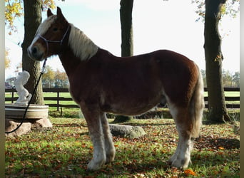 Inne konie zimnokrwiste, Wałach, 4 lat, 158 cm, Kasztanowata