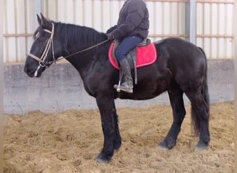 Inne konie zimnokrwiste, Wałach, 4 lat, 164 cm, Kara