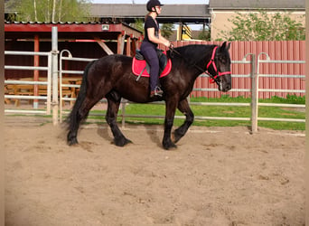 Inne konie zimnokrwiste, Wałach, 4 lat, 165 cm, Kara