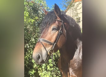 Inne konie zimnokrwiste, Wałach, 5 lat, 155 cm, Gniada