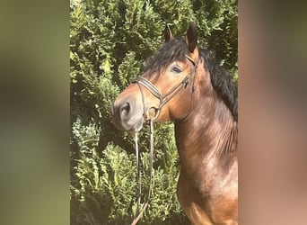 Inne konie zimnokrwiste, Wałach, 5 lat, 155 cm, Gniada