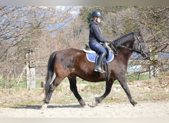Inne konie zimnokrwiste, Wałach, 6 lat, 149 cm, Ciemnogniada