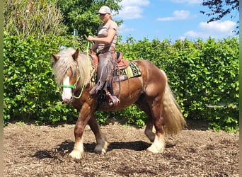 Inne konie zimnokrwiste, Wałach, 6 lat, 156 cm, Kasztanowata