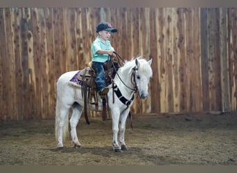 Inne kuce/małe konie, Klacz, 10 lat, 104 cm, Siwa