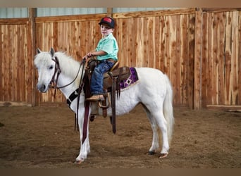 Inne kuce/małe konie, Klacz, 10 lat, 104 cm, Siwa