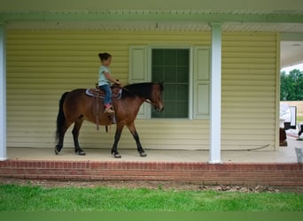 Inne kuce/małe konie, Klacz, 10 lat, 119 cm, Gniada