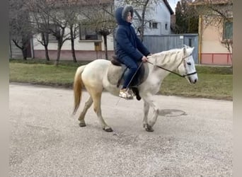 Inne kuce/małe konie, Klacz, 10 lat, 122 cm, Siwa