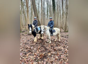 Inne kuce/małe konie, Klacz, 10 lat, 127 cm, Biała