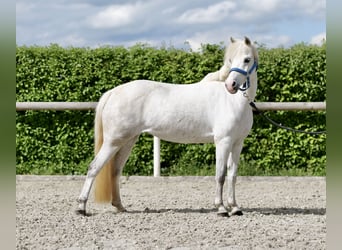 Inne kuce/małe konie, Klacz, 10 lat, 127 cm, Siwa