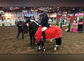 Inne kuce/małe konie, Klacz, 10 lat, 128 cm, Kara