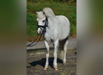 Inne kuce/małe konie, Klacz, 10 lat, 130 cm, Siwa