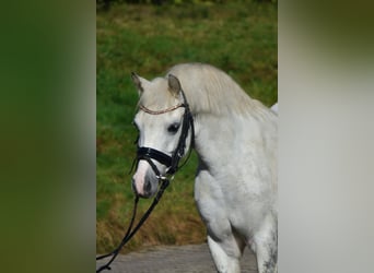 Inne kuce/małe konie, Klacz, 10 lat, 130 cm, Siwa