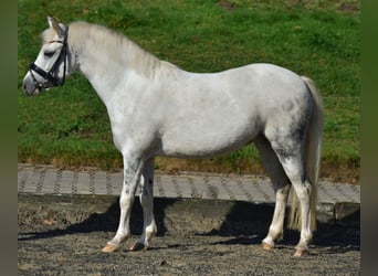 Inne kuce/małe konie, Klacz, 10 lat, 130 cm, Siwa